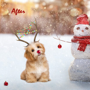 PETXMAS 1